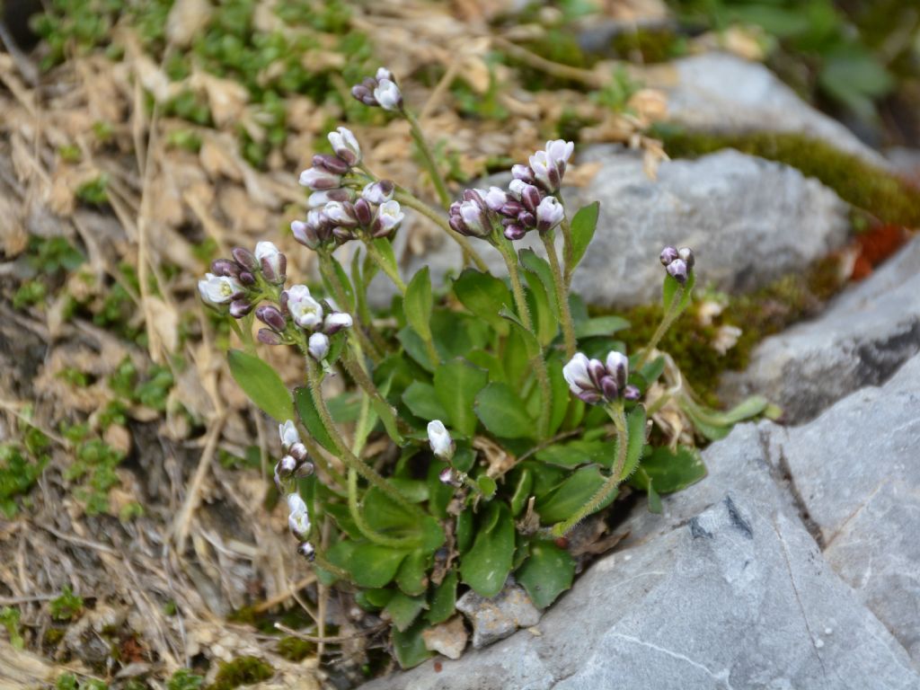 Arabis caerulea / Arabetta celeste